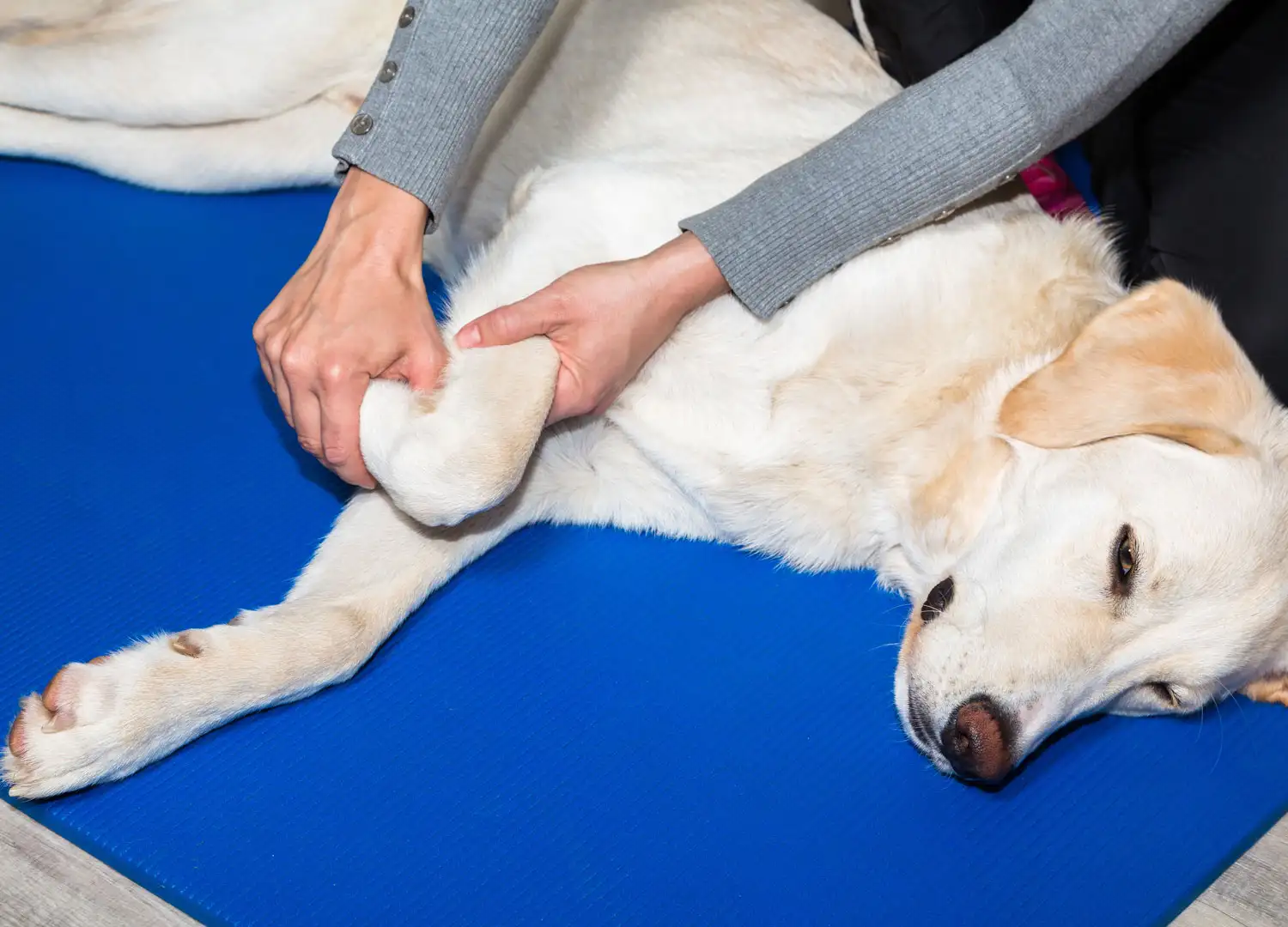 pets-and-pet-care-55